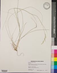 Danthonia compressa image