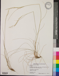 Deschampsia flexuosa image