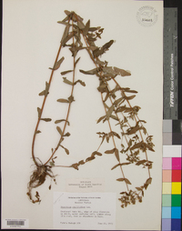 Hypericum cistifolium image