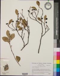 Aronia melanocarpa image