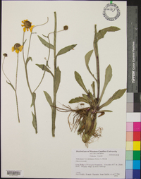 Helenium brevifolium image