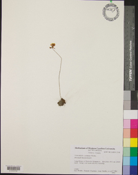 Utricularia cornuta image