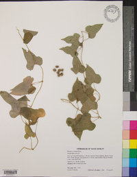 Dioscorea polystachya image