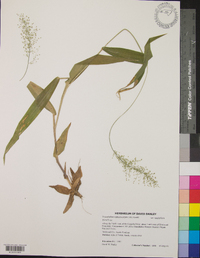 Dichanthelium sphaerocarpon image