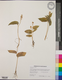 Maianthemum canadense image