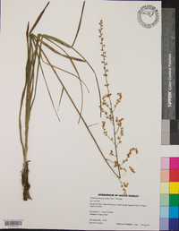 Stenanthium gramineum image