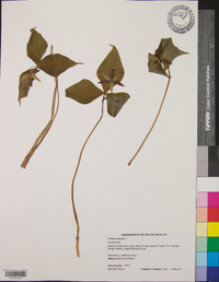 Trillium erectum image