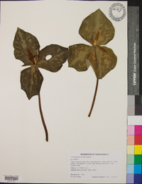 Trillium luteum image