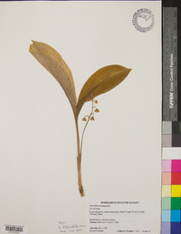 Convallaria pseudomajalis image