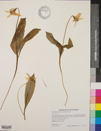 Erythronium umbilicatum image