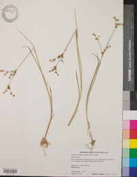 Juncus subcaudatus image