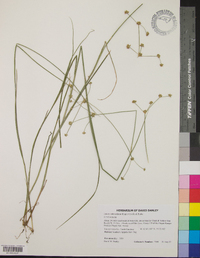 Juncus subcaudatus image