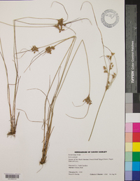 Juncus tenuis var. tenuis image