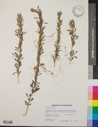 Cuscuta gronovii image