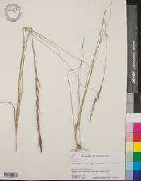 Aristida purpurascens image