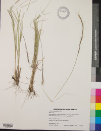 Aristida purpurascens image