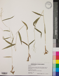 Dichanthelium dichotomum var. dichotomum image