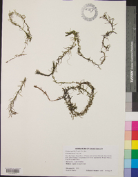 Elodea nuttallii image