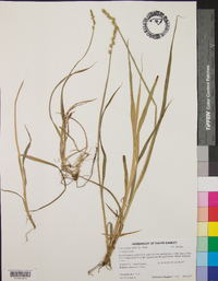 Carex stipata var. maxima image