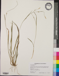 Carex styloflexa image