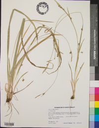 Carex styloflexa image