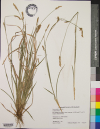 Carex styloflexa image