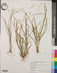 Carex styloflexa image