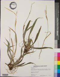 Carex styloflexa image