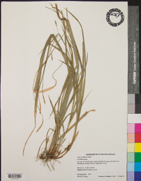 Carex styloflexa image