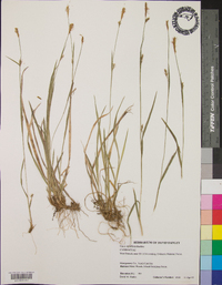 Carex styloflexa image