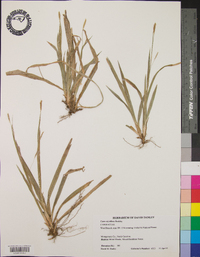 Carex styloflexa image