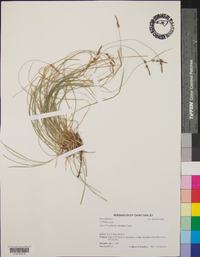 Carex lucorum var. austrolucorum image