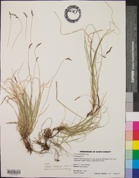 Carex lucorum image