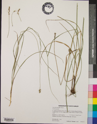 Carex leavenworthii image