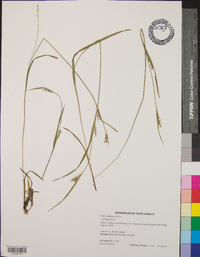 Carex leptonervia image