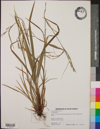 Carex manhartii image