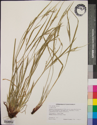 Carex manhartii image