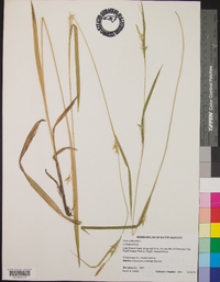 Carex folliculata image