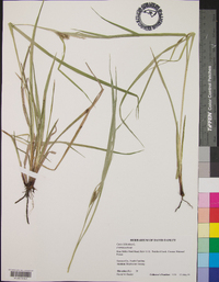 Carex folliculata image