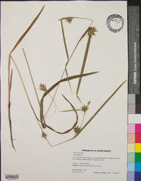 Carex folliculata image