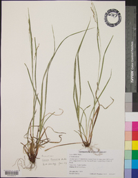 Carex flexuosa image