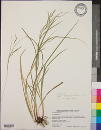 Carex flexuosa image