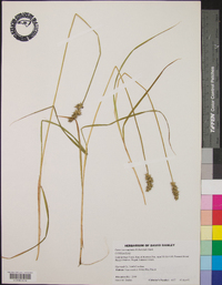 Carex laevivaginata image