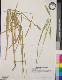 Carex laevivaginata image