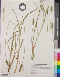 Carex laevivaginata image