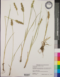 Carex laevivaginata image