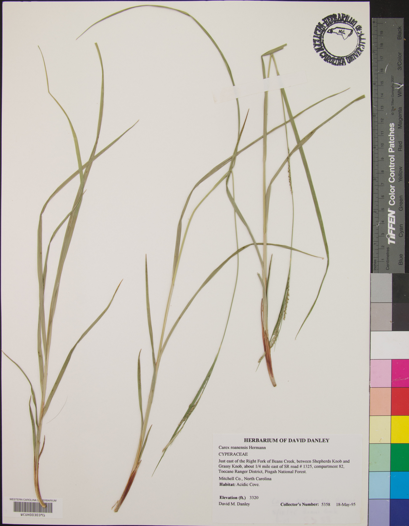 Carex roanensis image