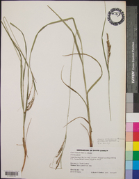 Carex roanensis image