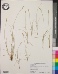 Carex retroflexa image