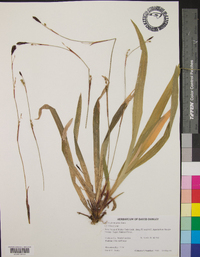 Carex plantaginea image